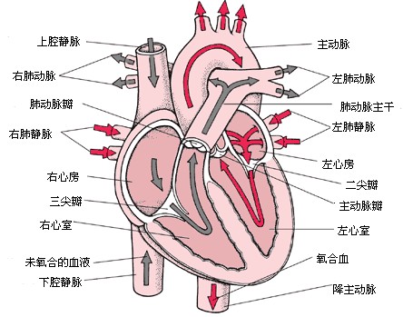 心脏的结构及功能